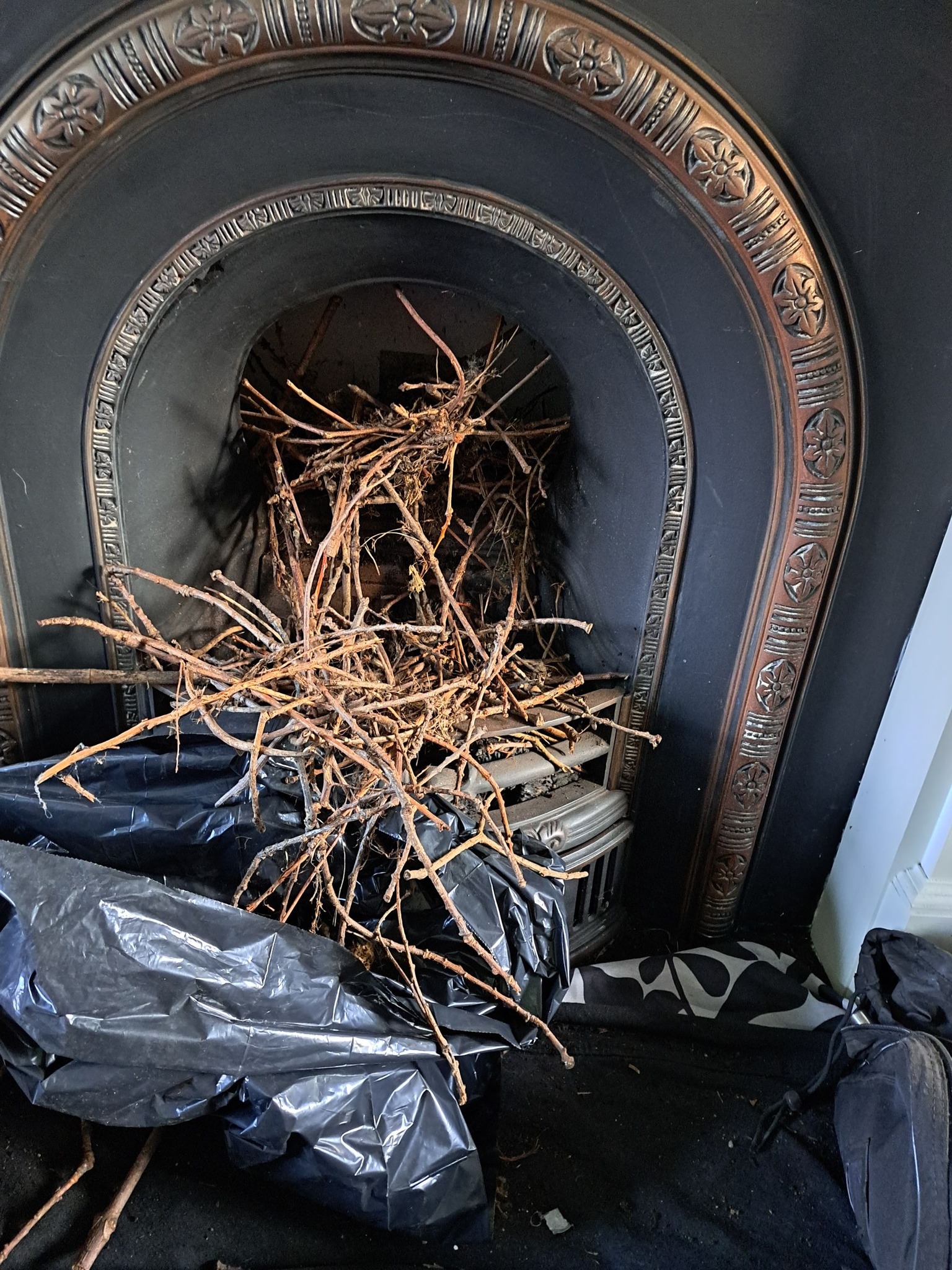 Bird Nest Removal